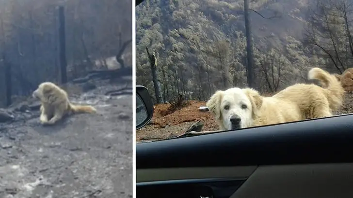 dog waits weeks fire