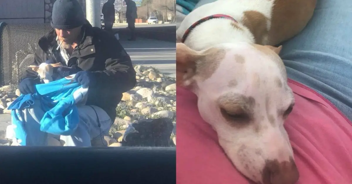 Homeless Man Helps Abandoned Chihuahua Find A Forever Home