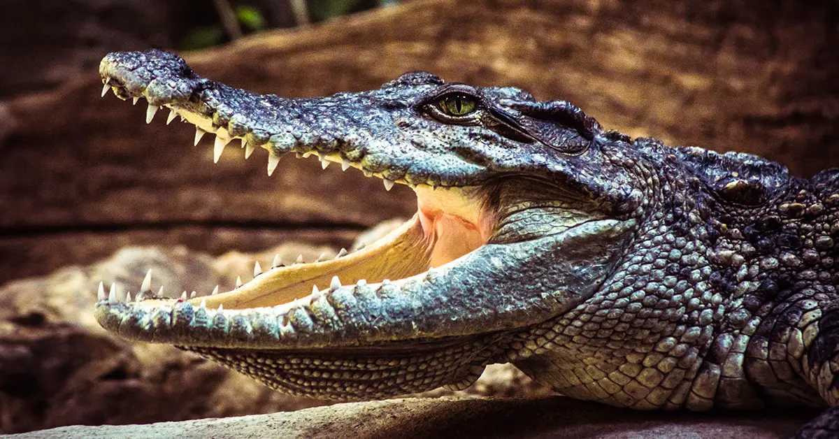  Giant Crocodile  Snatches And Eats Scientist Alive During 