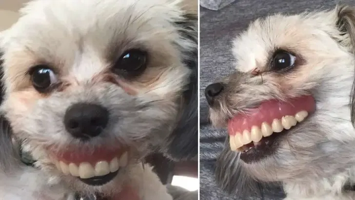 dog dentures smile