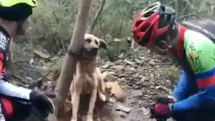 dog found tightly tied to a tree