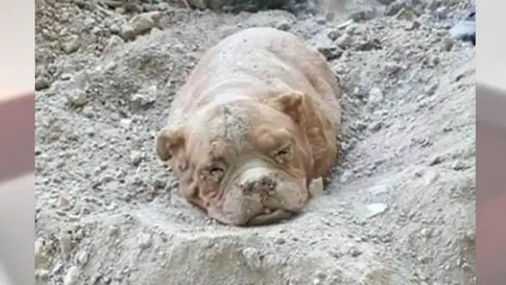 man buried Mastiff alive