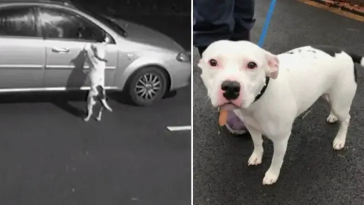 snoop dog abandoned car