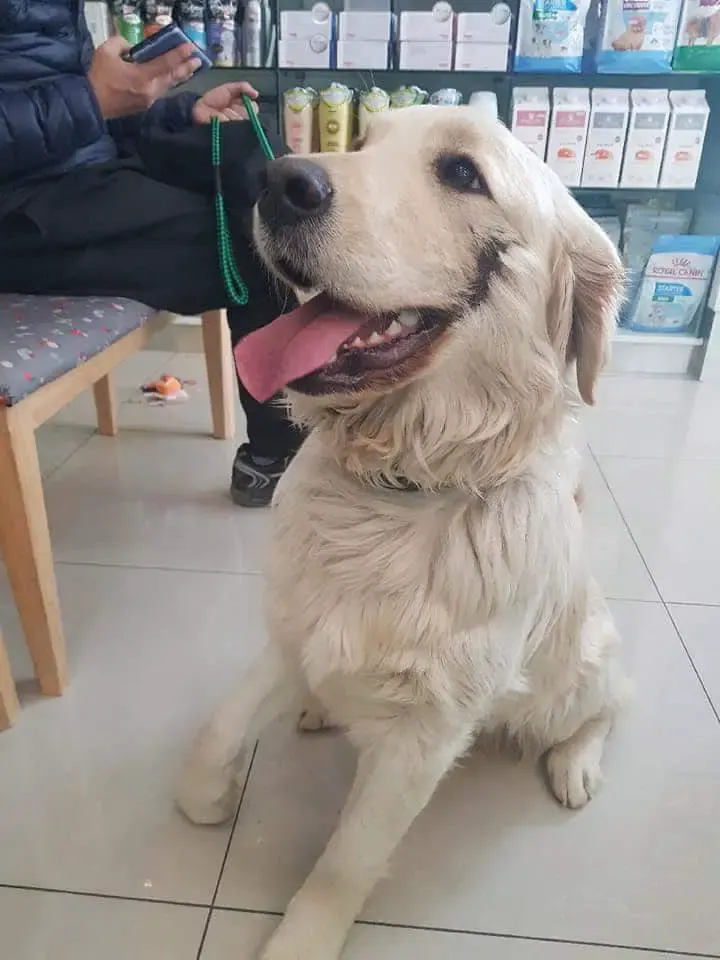 bobby Golden Retriever puppy