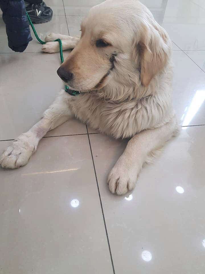 bobby Golden Retriever puppy