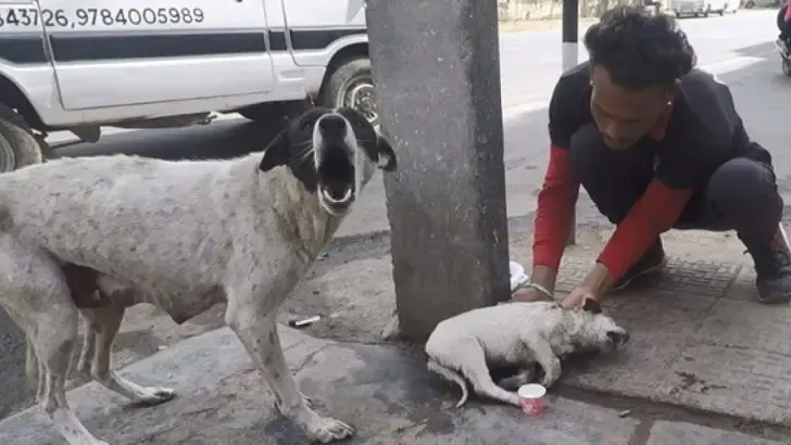 mother dog cries out for help