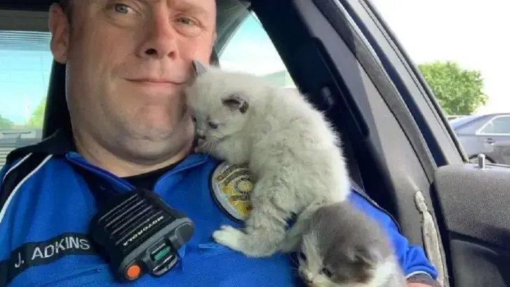 kittens cuddling police officer