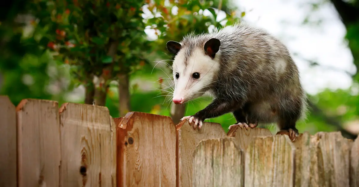 playing-dead-is-in-fact-not-an-act-for-possums