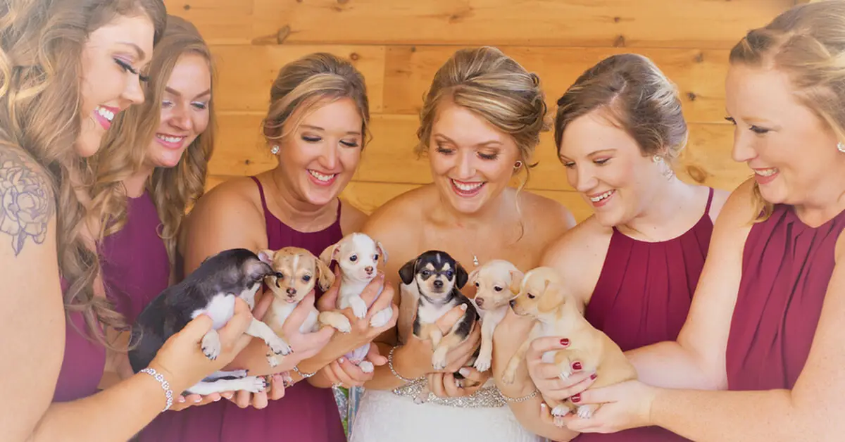 Bridesmaids Hold Rescue Puppies To Help Them Find Forever Homes