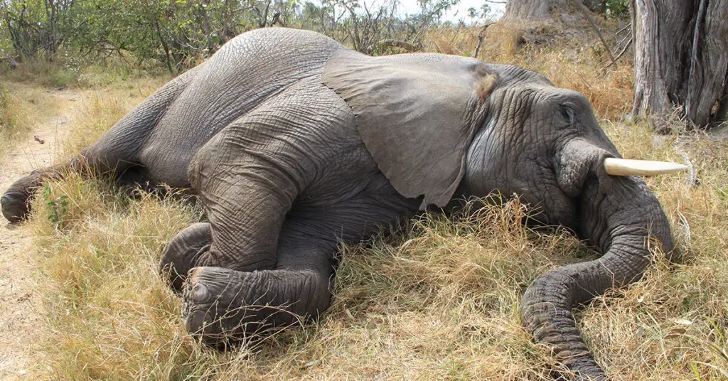 Convicted Wildlife Poachers In Kenya Will Now Face The Death Penalty